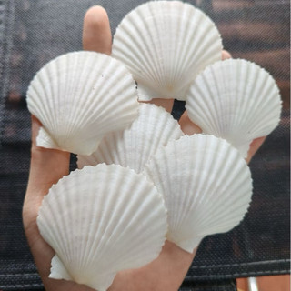 Vỏ Sò Điệp Trắng dùng làm hoa, phụ kiện Handmade, trang trí