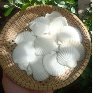 Vỏ Sò Điệp Trắng dùng làm hoa, phụ kiện Handmade, trang trí