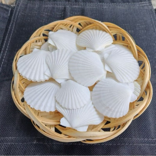 Vỏ Sò Điệp Trắng dùng làm hoa, phụ kiện Handmade, trang trí