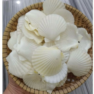 Vỏ Sò Điệp Trắng dùng làm hoa, phụ kiện Handmade, trang trí