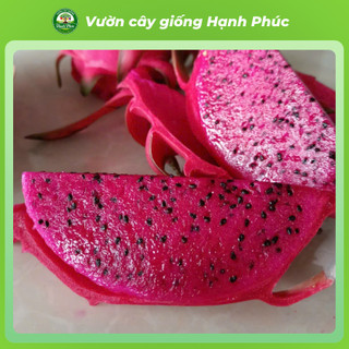 Cây Giống THANH LONG RUỘT ĐỎ Chuẩn Giống, Nhanh Ra Trái, Dễ Trồng, Năng suất cao - Hỏa tốc HN - TL1