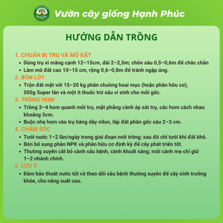 Cây Giống THANH LONG RUỘT ĐỎ Chuẩn Giống, Nhanh Ra Trái, Dễ Trồng, Năng suất cao - Hỏa tốc HN - TL1