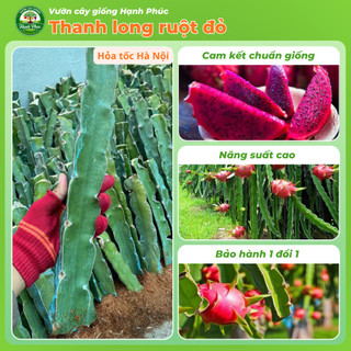 Cây Giống THANH LONG RUỘT ĐỎ Chuẩn Giống, Nhanh Ra Trái, Dễ Trồng, Năng suất cao - Hỏa tốc HN - TL1