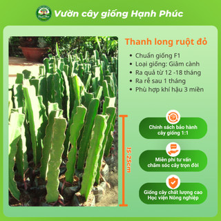 Cây Giống THANH LONG RUỘT ĐỎ Chuẩn Giống, Nhanh Ra Trái, Dễ Trồng, Năng suất cao - Hỏa tốc HN - TL1
