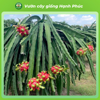 Cây Giống THANH LONG RUỘT ĐỎ Chuẩn Giống, Nhanh Ra Trái, Dễ Trồng, Năng suất cao - Hỏa tốc HN - TL1