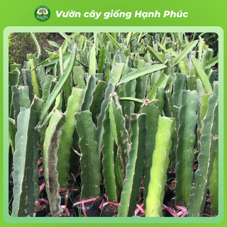 Cây Giống THANH LONG RUỘT ĐỎ Chuẩn Giống, Nhanh Ra Trái, Dễ Trồng, Năng suất cao - Hỏa tốc HN - TL1