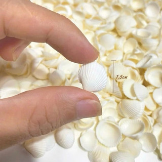 Vỏ Sò Bi Trắng loại 1 dùng làm đồ handmade, trang trí
