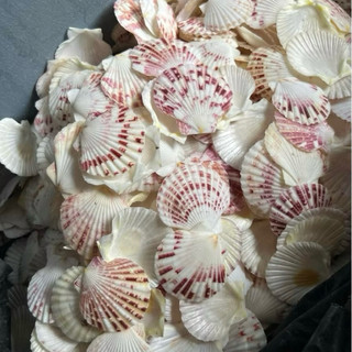 Vỏ Sò đục lỗ Sò Điệp Bông, Sò điệp Bay Vân – Dùng làm đồ handmade, decor biển, chụp ảnh