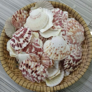 Vỏ Sò đục lỗ Sò Điệp Bông, Sò điệp Bay Vân – Dùng làm đồ handmade, decor biển, chụp ảnh