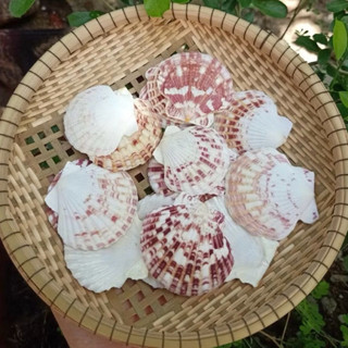 Vỏ Sò đục lỗ Sò Điệp Bông, Sò điệp Bay Vân – Dùng làm đồ handmade, decor biển, chụp ảnh