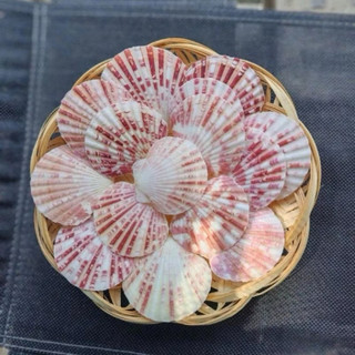 Vỏ Sò đục lỗ Sò Điệp Bông, Sò điệp Bay Vân – Dùng làm đồ handmade, decor biển, chụp ảnh