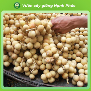 Cây giống BÒN BON VÀNG THÁI LAN Chuẩn Giống, Siêu Sai Quả, Dễ Trồng, Năng Suất Cao - Hỏa tốc HN