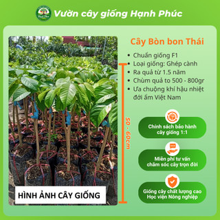Cây giống BÒN BON VÀNG THÁI LAN Chuẩn Giống, Siêu Sai Quả, Dễ Trồng, Năng Suất Cao - Hỏa tốc HN