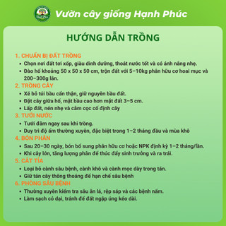 Cây giống BÒN BON VÀNG THÁI LAN Chuẩn Giống, Siêu Sai Quả, Dễ Trồng, Năng Suất Cao - Hỏa tốc HN