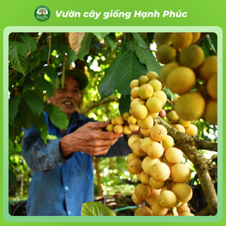 Cây giống BÒN BON VÀNG THÁI LAN Chuẩn Giống, Siêu Sai Quả, Dễ Trồng, Năng Suất Cao - Hỏa tốc HN