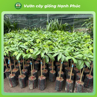 Cây giống BÒN BON VÀNG THÁI LAN Chuẩn Giống, Siêu Sai Quả, Dễ Trồng, Năng Suất Cao - Hỏa tốc HN