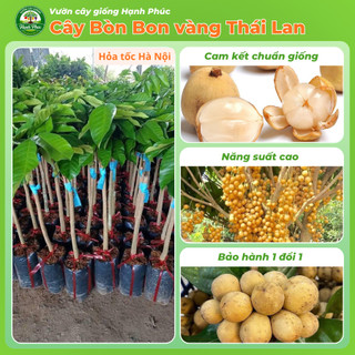 Cây giống BÒN BON VÀNG THÁI LAN Chuẩn Giống, Siêu Sai Quả, Dễ Trồng, Năng Suất Cao - Hỏa tốc HN