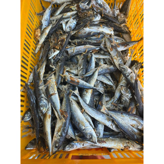 CÁ NỤC KHÔ (KO ĐẦU) - LOẠI 1