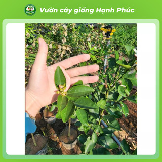 Cây Giống CHANH VÀNG MỸ - Choai, Chuẩn Giống, Siêu Sai Quả, Dễ Trồng, Năng Suất Cao - Hỏa tốc HN - CV1