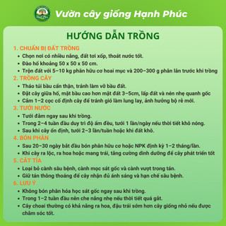 Cây Giống CHANH VÀNG MỸ - Choai, Chuẩn Giống, Siêu Sai Quả, Dễ Trồng, Năng Suất Cao - Hỏa tốc HN - CV1
