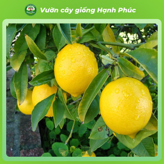 Cây Giống CHANH VÀNG MỸ - Choai, Chuẩn Giống, Siêu Sai Quả, Dễ Trồng, Năng Suất Cao - Hỏa tốc HN - CV1