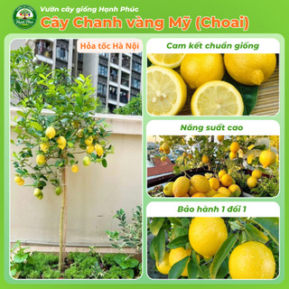 Cây Giống CHANH VÀNG MỸ - Choai, Chuẩn Giống, Siêu Sai Quả, Dễ Trồng, Năng Suất Cao - Hỏa tốc HN - CV1