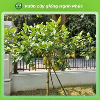 Cây Giống CHANH VÀNG MỸ - Choai, Chuẩn Giống, Siêu Sai Quả, Dễ Trồng, Năng Suất Cao - Hỏa tốc HN - CV1