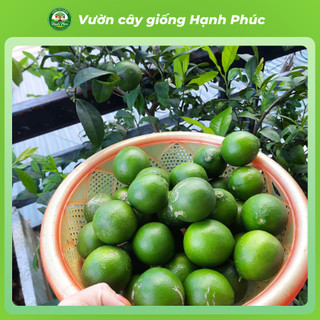 Cây giống CHANH TỨ QUÝ - Choai, Chuẩn Giống, Siêu Sai Quả, Dễ Trồng, Năng Suất Cao - Hỏa tốc HN - CV2