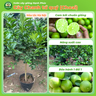 Cây giống CHANH TỨ QUÝ - Choai, Chuẩn Giống, Siêu Sai Quả, Dễ Trồng, Năng Suất Cao - Hỏa tốc HN - CV2