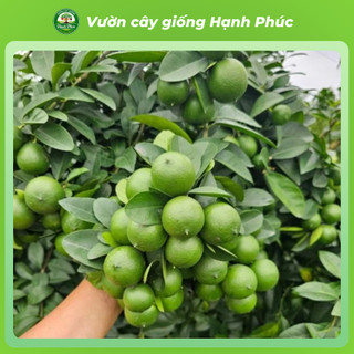 Cây giống CHANH TỨ QUÝ - Choai, Chuẩn Giống, Siêu Sai Quả, Dễ Trồng, Năng Suất Cao - Hỏa tốc HN - CV2
