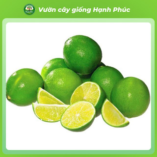 Cây giống CHANH TỨ QUÝ - Choai, Chuẩn Giống, Siêu Sai Quả, Dễ Trồng, Năng Suất Cao - Hỏa tốc HN - CV2