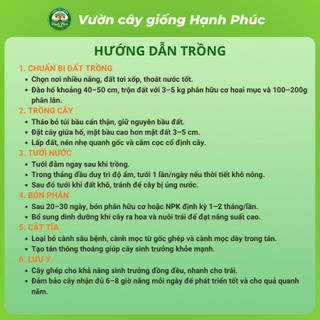 Cây giống CHANH TỨ QUÝ - Choai, Chuẩn Giống, Siêu Sai Quả, Dễ Trồng, Năng Suất Cao - Hỏa tốc HN - CV2
