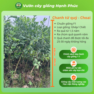 Cây giống CHANH TỨ QUÝ - Choai, Chuẩn Giống, Siêu Sai Quả, Dễ Trồng, Năng Suất Cao - Hỏa tốc HN - CV2