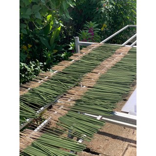1kg Nhang Khuynh Diệp | Xua Đuổi Côn Trùng, Hương Dịu Nhẹ + Tặng Kèm 1 Thẻ Nhang Thảo Mộc Cao Cấp