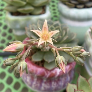 SEN ĐÁ RUBY XANH | Graptoveria 'Olivia' | Cây đã trồng chậu size 7-8cm & thuần khí hậu miền nam