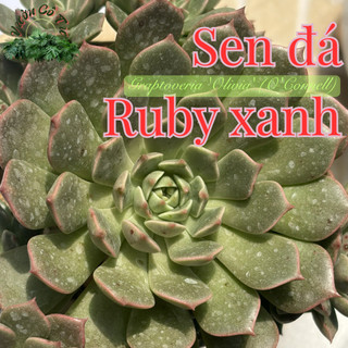 SEN ĐÁ RUBY XANH | Graptoveria 'Olivia' | Cây đã trồng chậu size 7-8cm & thuần khí hậu miền nam