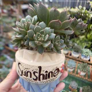 SEN ĐÁ RUBY XANH | Graptoveria 'Olivia' | Cây đã trồng chậu size 7-8cm & thuần khí hậu miền nam