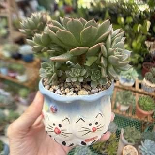 SEN ĐÁ RUBY XANH | Graptoveria 'Olivia' | Cây đã trồng chậu size 7-8cm & thuần khí hậu miền nam