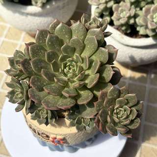 SEN ĐÁ RUBY XANH | Graptoveria 'Olivia' | Cây đã trồng chậu size 7-8cm & thuần khí hậu miền nam