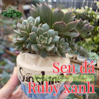 SEN ĐÁ RUBY XANH | Graptoveria 'Olivia' | Cây đã trồng chậu size 7-8cm & thuần khí hậu miền nam