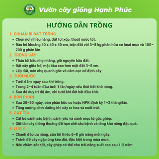 Cây giống CHANH ĐÀO Chuẩn Giống, Siêu Sai Quả, Dễ Trồng, Năng Suất Cao - Hỏa tốc HN - CV3