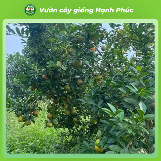 Cây giống CHANH ĐÀO - Choai, Chuẩn Giống, Siêu Sai Quả, Dễ Trồng, Năng Suất Cao - Hỏa tốc HN - CV3