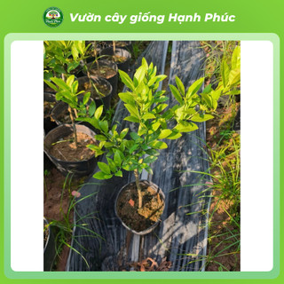 Cây giống CHANH ĐÀO - Choai, Chuẩn Giống, Siêu Sai Quả, Dễ Trồng, Năng Suất Cao - Hỏa tốc HN - CV3