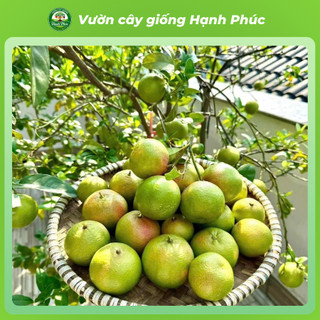 Cây giống CHANH ĐÀO Chuẩn Giống, Siêu Sai Quả, Dễ Trồng, Năng Suất Cao - Hỏa tốc HN - CV3