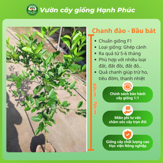 Cây giống CHANH ĐÀO - Choai, Chuẩn Giống, Siêu Sai Quả, Dễ Trồng, Năng Suất Cao - Hỏa tốc HN - CV3