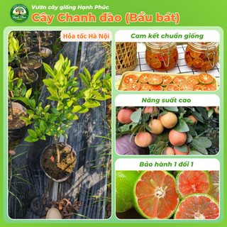 Cây giống CHANH ĐÀO - Choai, Chuẩn Giống, Siêu Sai Quả, Dễ Trồng, Năng Suất Cao - Hỏa tốc HN - CV3