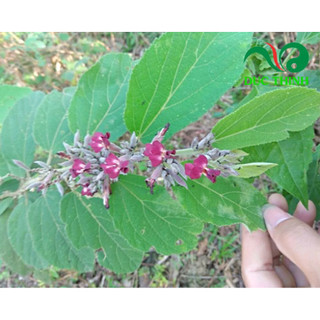 Cây an xoa (bầu to)