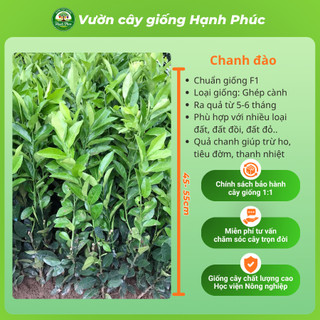 Cây giống CHANH ĐÀO Chuẩn Giống, Siêu Sai Quả, Dễ Trồng, Năng Suất Cao - Hỏa tốc HN - CV3