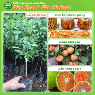 Cây giống CHANH ĐÀO Chuẩn Giống, Siêu Sai Quả, Dễ Trồng, Năng Suất Cao - Hỏa tốc HN - CV3