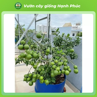 Cây giống CHANH ĐÀO Chuẩn Giống, Siêu Sai Quả, Dễ Trồng, Năng Suất Cao - Hỏa tốc HN - CV3